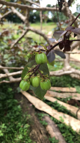 Bellyache Bush