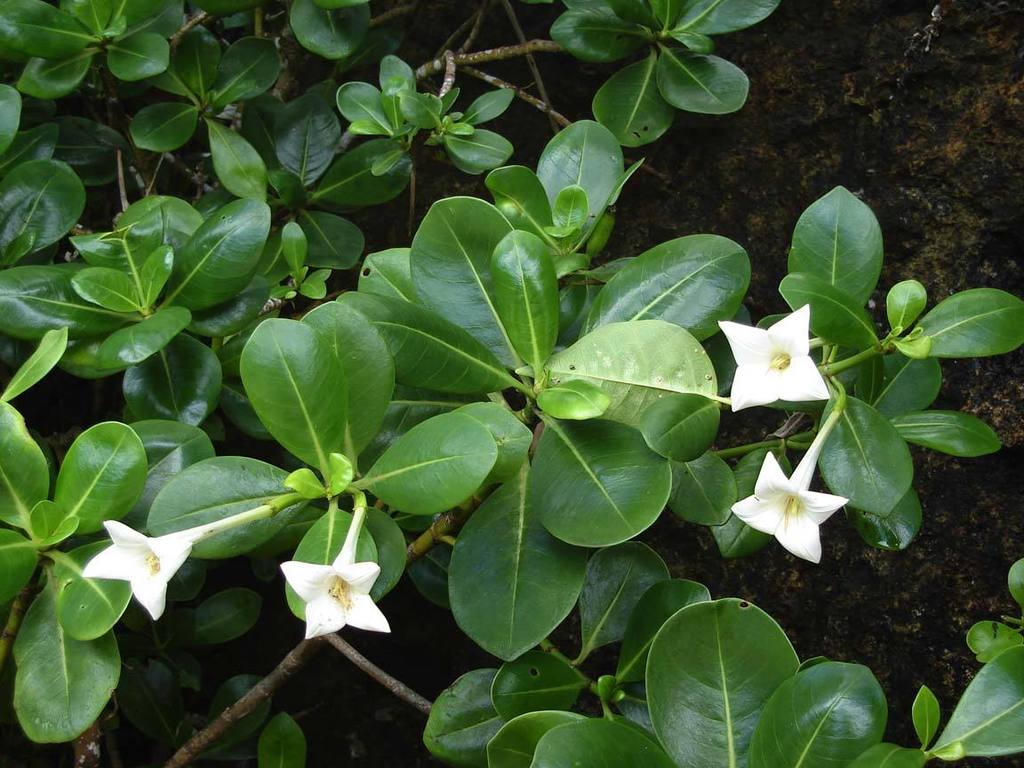 Bikkia tetrandra (Plants of Guam and the CNMI) · iNaturalist