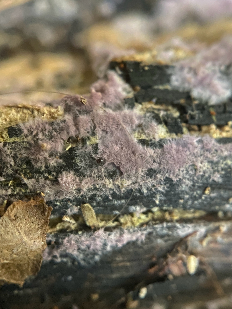 Phlebiopsis crassa · June 2025 · photo: © emmacutting (iNaturalist, cc-by)