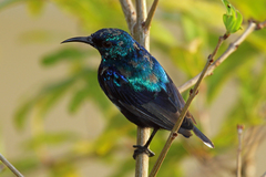 Pemba Sunbird photo 1