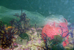 Cribrinopsis albopunctata