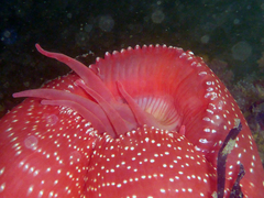 Cribrinopsis albopunctata