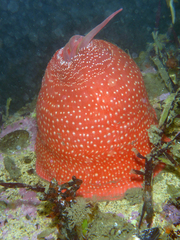 Cribrinopsis albopunctata