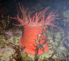 Cribrinopsis albopunctata