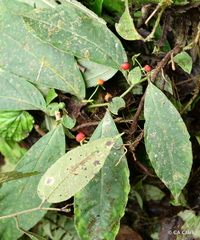 Capsicum lycianthoides