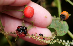 Capsicum lycianthoides