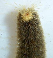 Stylasterias forreri