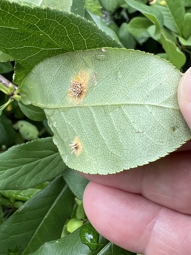 Gymnosporangium clavipes