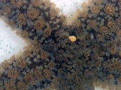 Stylasterias forreri