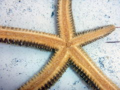 Stylasterias forreri