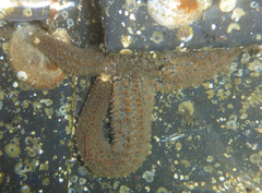 Stylasterias forreri