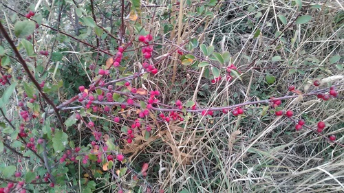 Image of Cotoneaster tauricus by (c) Михаил Орлов, some rights reserved (CC BY)