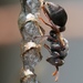 Stick-nest Brown Paper Wasp - Photo (c) Malcolm Tattersall, some rights reserved (CC BY-NC-SA)