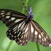 Mariposa Tigre de Indonesia - Photo (c) A.S.Kono, algunos derechos reservados (CC BY-SA)