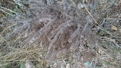 Echium italicum biebersteinii