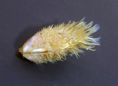 Modiolus modiolus