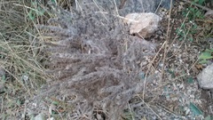 Echium italicum biebersteinii