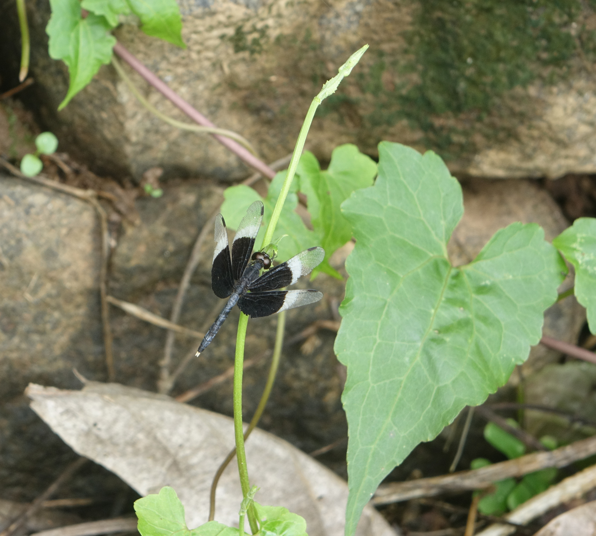Pied Paddy Skimmer