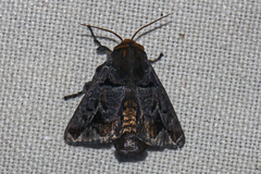 Phlossa conjuncta