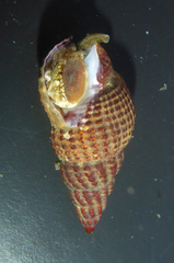 Nassarius mendicus