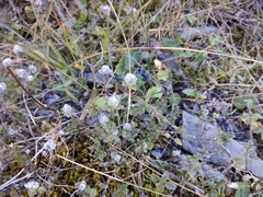 Ziziphora puschkinii