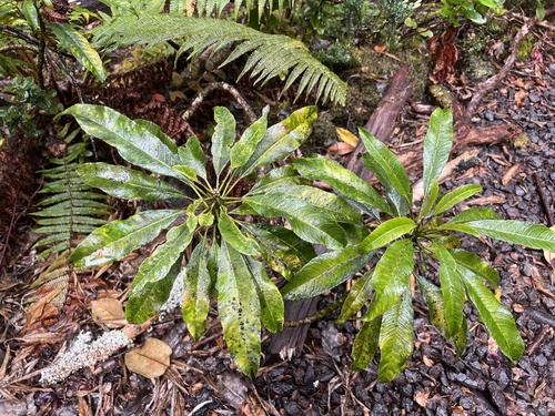 Clermontia parviflora, photograph 4