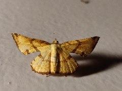 Corymica deducta