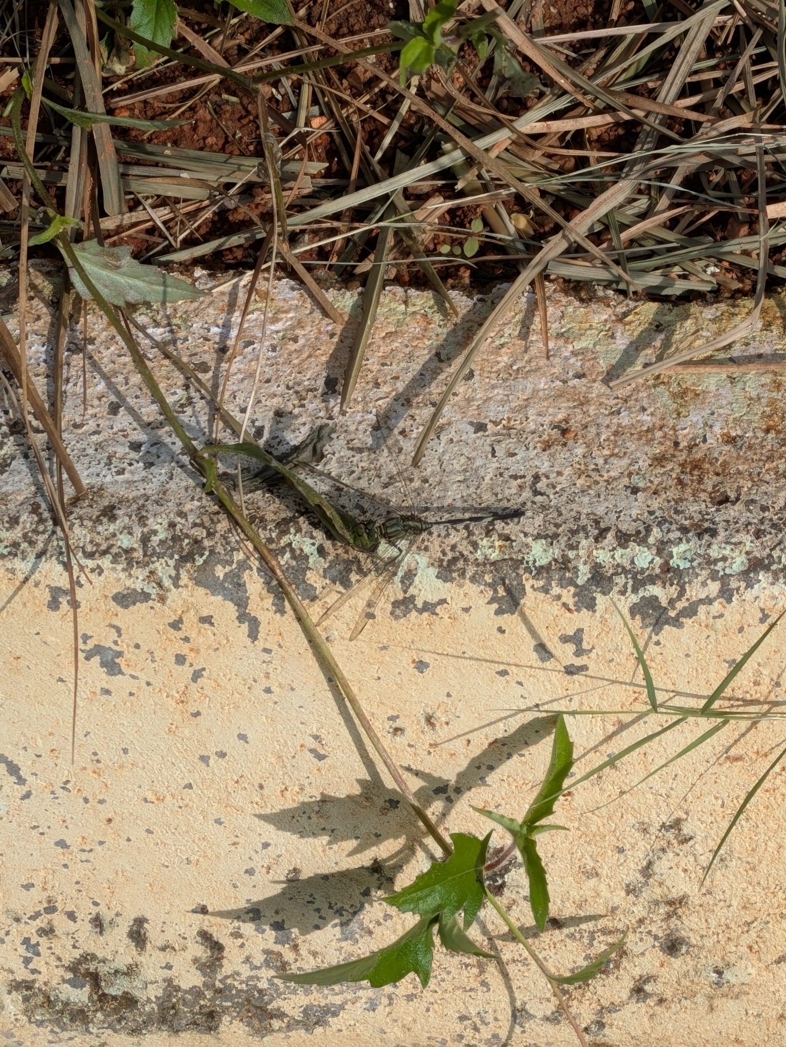 Slender Skimmer