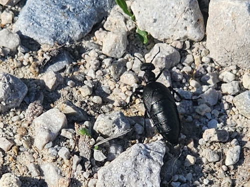 Short-winged Blister Beetle photo 5