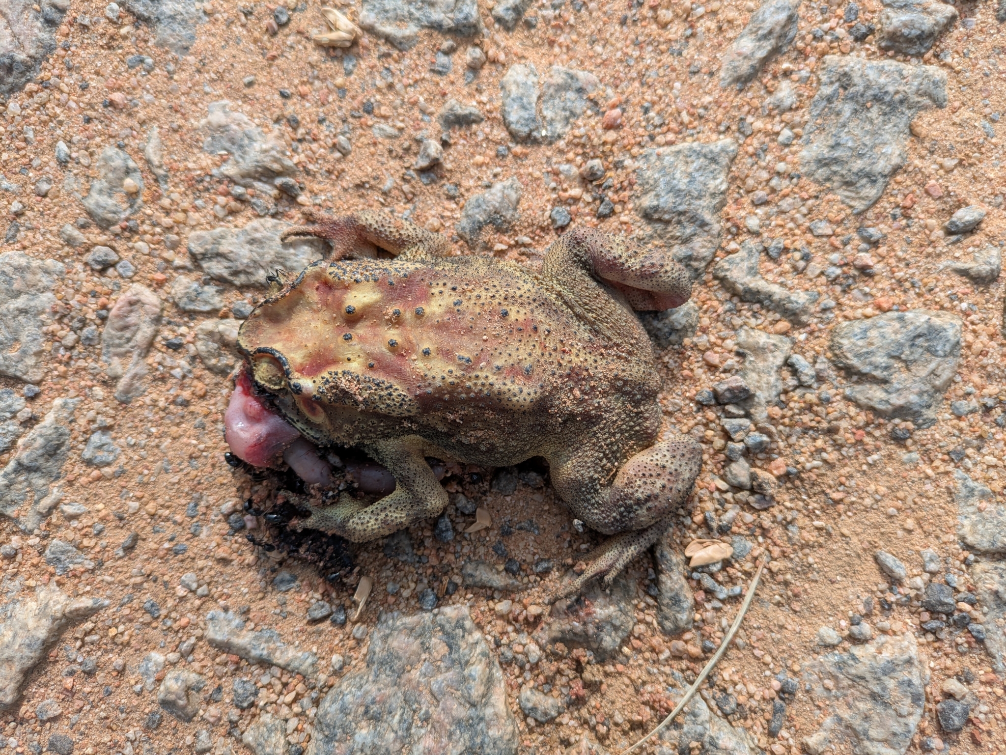 Indian Common True Toad