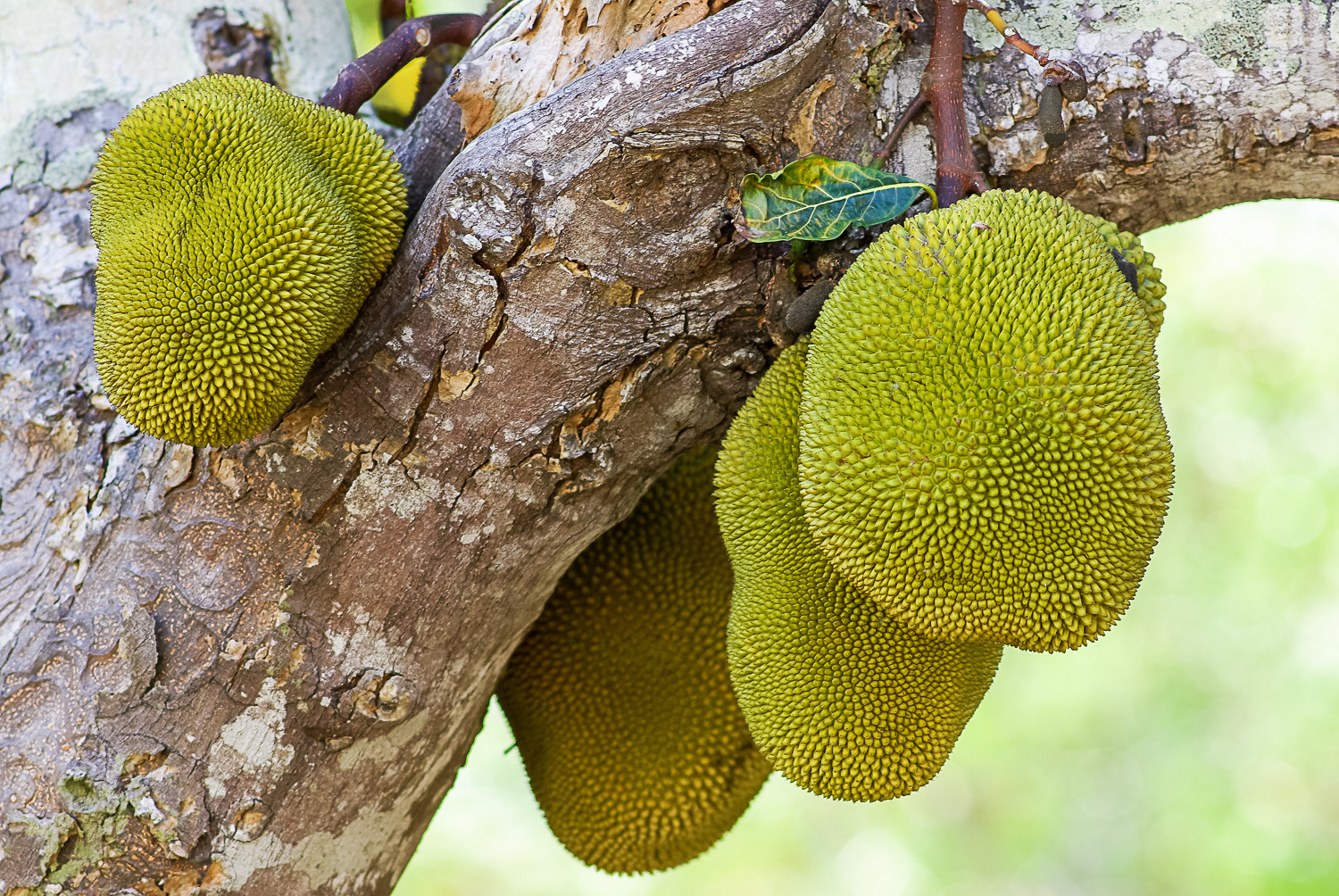 Yaca (Artocarpus heterophyllus) · NaturaLista Colombia