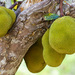 Jackfruit - Photo (c) Brieuc Fertard, some rights reserved (CC BY-NC-ND), uploaded by Brieuc Fertard
