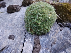 Draba rigida