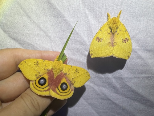 Io Moth photo 3
