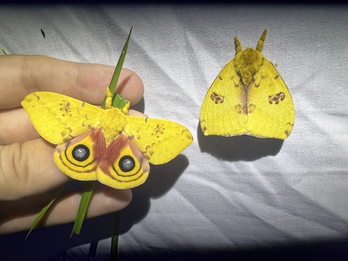 Io moth