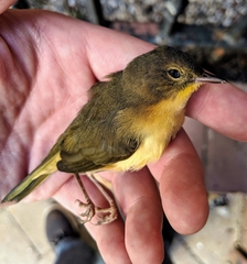 Geothlypis trichas