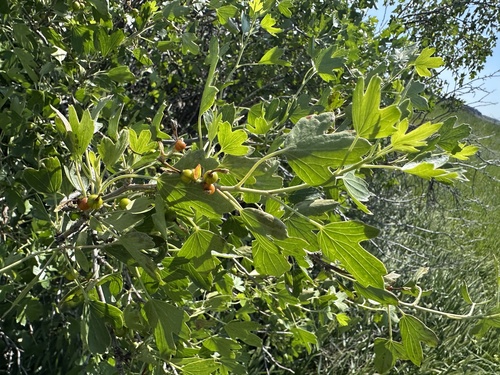 iNaturalist observation 2025-06-23