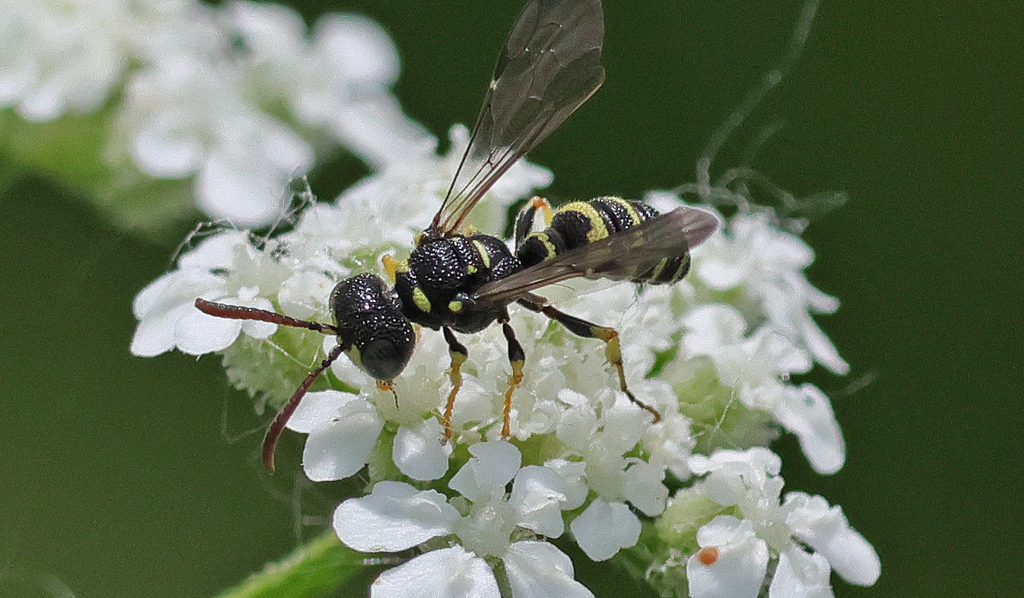 Cerceris finitima in June 2025 by Ron Goetz. Male visiting Torilis ...