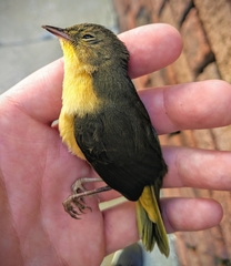 Geothlypis trichas