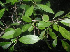 Sapium glandulosum