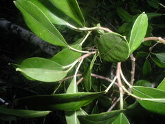 Sapium glandulosum
