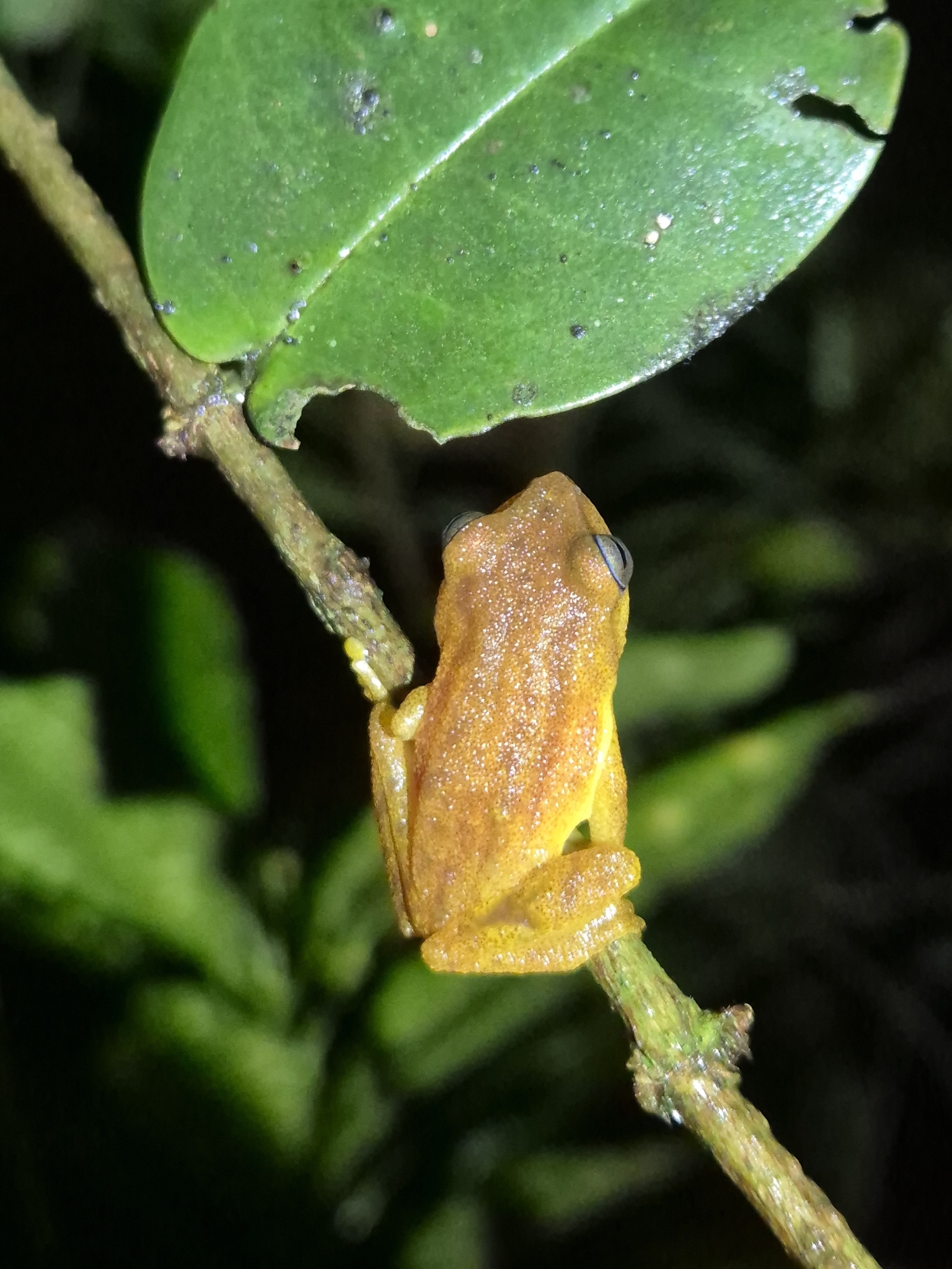 Blue Eyed Yellow Bush Frog
