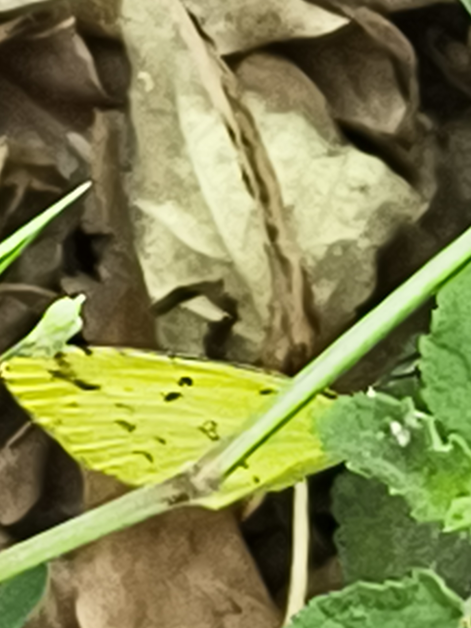 Common Grass Yellow