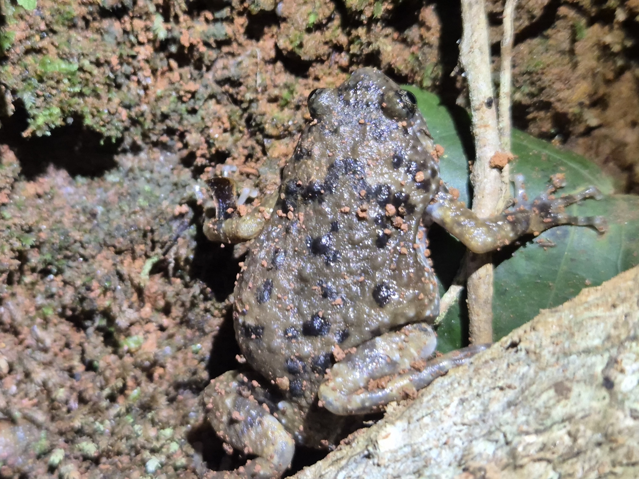 Forest Torrent Frog