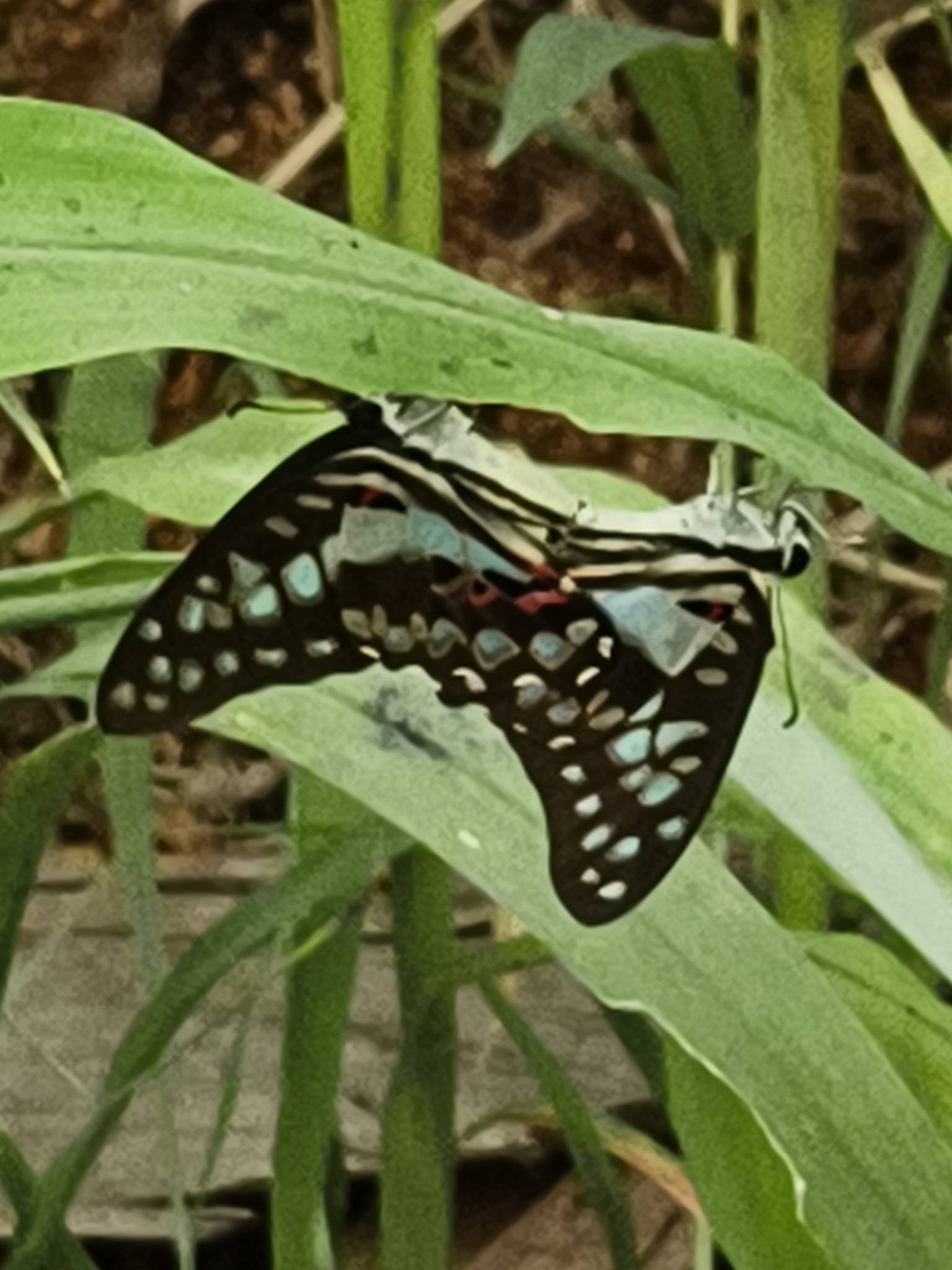Common Jay
