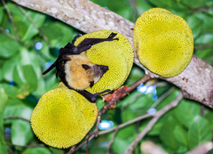 Pteropus seychellensis comorensis