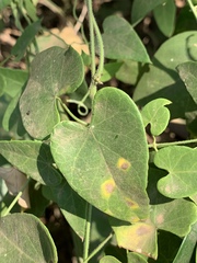 Cynanchum mossambicense