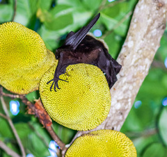 Pteropus seychellensis comorensis