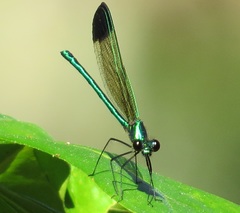 Calopteryx dimidiata