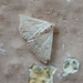 Erebidae